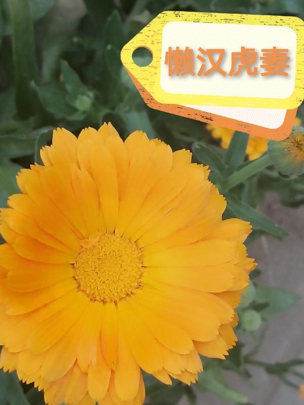 懒汉无好妻